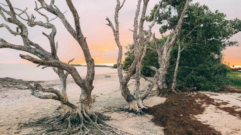 Camping Everglades National Park: What We Didn’t Expect