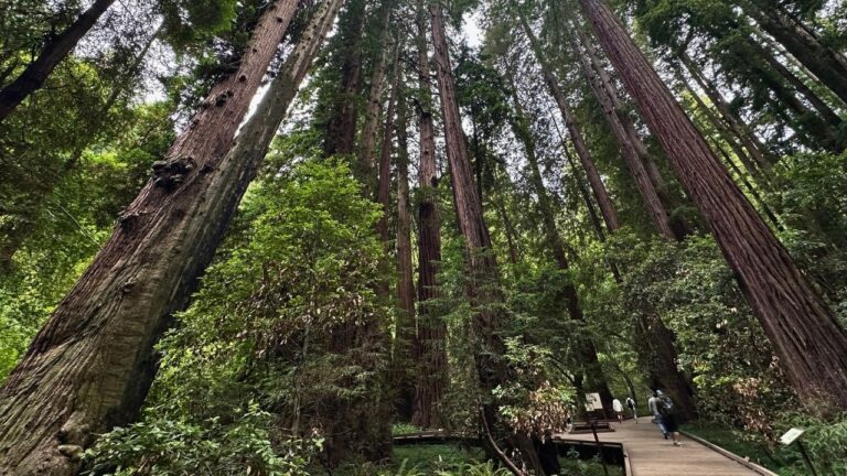 5 Reasons Muir Woods National Monument Left Us in Awe